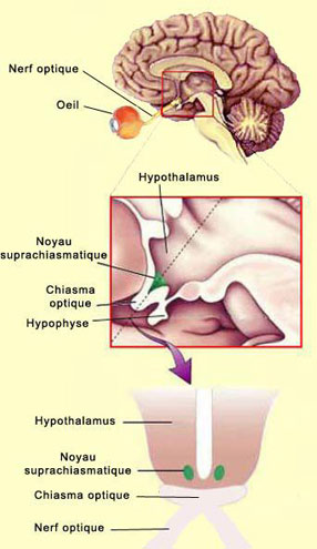 Figure 4 : Le noyau suprachiasmatique chez l’humain (image McGill University, Montreal). C'est là qu'est située l'horloge centrale des mammifères. Cette structure d’environ 0,5 1 mm et 10 000 cellules, dans l’hypothalamus juste au-dessus du chiasma optique, synchronise les horloges dites